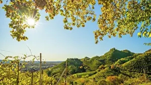 Producer Prints: europe, Italy, Veneto. Landscape in the Prosecco hills of Conegliano and Valdobbiadene in autumn