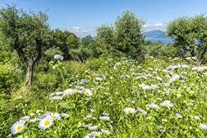 Garda Prints: Europe, Italy, Veneto. Olive grove at the garda lake