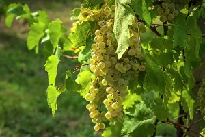Grape Prints: Europe, Italy, Veneto. A ripe clera grape for the Prosecco