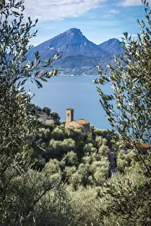Garda Prints: europe, Italy, Veneto. view through olives groves towards the Garda lake and the little