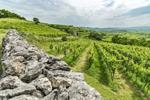 Europe, Italy, Veneto. Vineyards near Soave