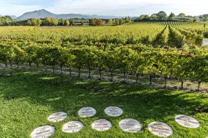 europe, Italy, Veneto. the vineyards outside of Bardolino