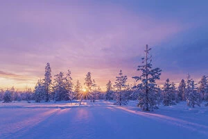 Europe, Lapland, Finland: sunset on the woods in Rovaniemi area
