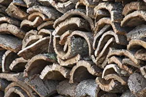 Images Dated 23rd September 2015: Europe, Portugal, Alentejo, cork oak bark