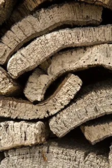 Images Dated 23rd September 2015: Europe, Portugal, Alentejo, cork oak bark