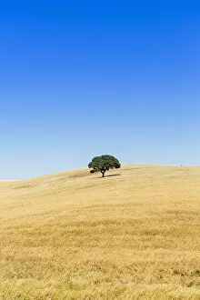 Images Dated 23rd September 2015: Europe, Portugal, Alentejo, a solitary cork oak tree in a wheat field in the central