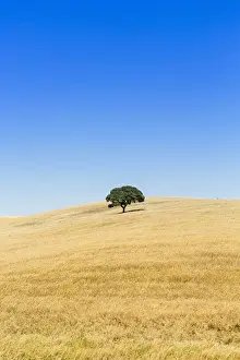 Europe, Portugal, Alentejo, a solitary cork oak tree in a wheat field in the central