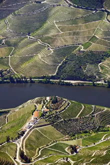 Images Dated 25th September 2013: Europe, Portugal, Tras-os-Montes e Alto Douro, Douro Valley aerial view of vineyards