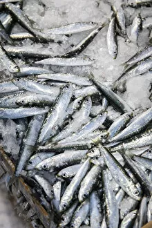Europe, Spain, Catalonia, L Escala, A box of Sardines recently catched