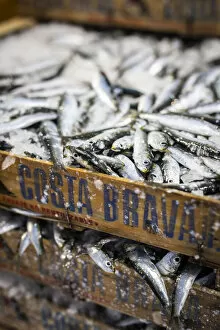 Images Dated 4th September 2020: Europe, Spain, Catalonia, L Escala, A box of Sardines recently catched