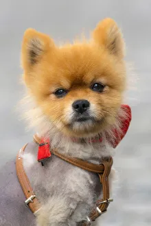 Cute Gallery: Europe, Switzerland, Zurich, Niederdorf, Portrait of a dog