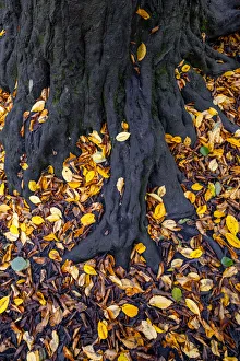 Europe, UK, England, Autumn leaves in parkland woods, detail of fallen beach leaves Europe, UK, England, Autumn leaves in parkland woods, detail of fallen beach leaves