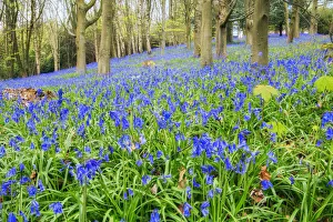 West Sussex Prints: Europe, United Kingdom, England, West Sussex, East Grinstead, Kingscote, ancient bluebell