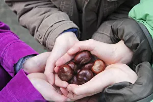 Europe, United Kingdom, England, conkers - horse chestnut seeds, childrens hands Europe, United Kingdom, England, conkers - horse chestnut seeds, childrens hands