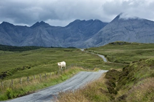 Europe, United Kingdom, Scotland, Hebrides archipelago, Isle of Skye, cow along the road Europe, United Kingdom, Scotland, Hebrides archipelago, Isle of Skye, cow along the road