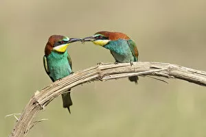 Images Dated 13th December 2022: European Bee-eater (Merops apiaster) pair passing food during courtship, Bratsigovo, Bulgaria