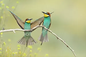 Images Dated 13th December 2022: European Bee-eater (Merops apiaster) pair on perch close to nesting colony, Bratsigovo, Bulgaria