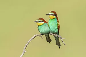 Images Dated 13th December 2022: European Bee-eater (Merops apiaster), Pair perched close to nesting colony, Bratsigovo, Bulgaria