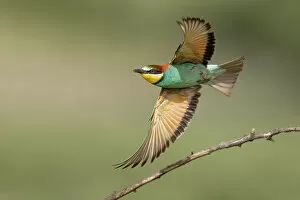 Images Dated 13th December 2022: European Bee-eater (Merops apiaster) in flight, Bratsigovo, Bulgaria