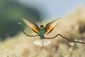 Landing Prints: European Bee-eater
(Merops apiaster) landing on perch backlit in evening sunlight