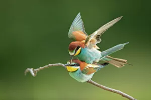 Bird Gallery: European Bee-eater (Merops apiaster) pair mating, Bratsigovo, Bulgaria