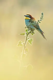 European Bee-eater (Merops apiaster) perched on verbascum near breeding colony, Bratsigovo, Bulgaria