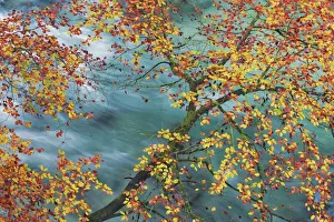 Brook Prints: European beech in autumn colours at mountain brook - Slovenia, Gorenjska, Bled