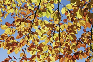 European beech in autumn colours - Slovenia, Gorenjska, Sava Bohinjska