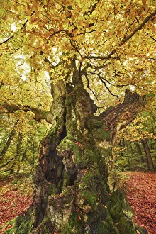 European beech in autumn - Germany, Hessia, Kassel, Waldeck-Frankenberg, Bad Wildungen
