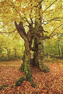 European beech in autumn - Germany, Hessia, Kassel, Waldeck-Frankenberg, Bad Wildungen