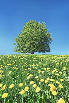 European beech with dandelions - Germany, Bavaria, Swabia, Rosshaupten