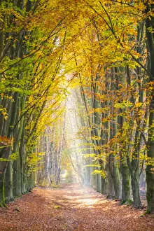 European Beech (Fagus sylvatica) forest Hoge Kempen National Park in autumn, Limburg