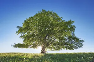 Farm Land Prints: European beech - Germany, Bavaria, Swabia, OstAllgau, Rieden - Allgau, Forggensee