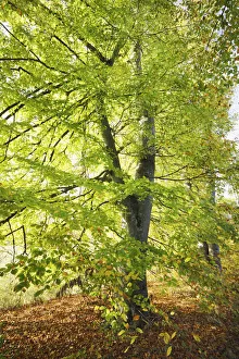 Starnberg Prints: European beech - Germany, Bavaria, Upper Bavaria, Starnberg, Seefeld