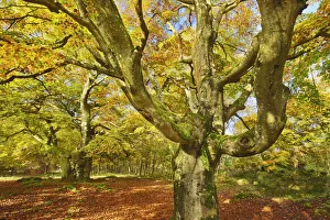 Waldeck Frankenberg Prints: European beech - Germany, Hessia, Kassel, Waldeck-Frankenberg, Bad Wildungen