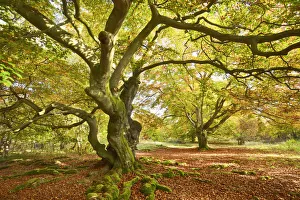 European beech - Germany, Hessia, Kassel, Waldeck-Frankenberg, Bad Wildungen