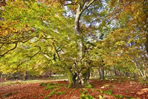 European beech - Germany, Hessia, Kassel, Waldeck-Frankenberg, Bad Wildungen