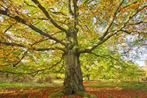 European beech - Germany, Hessia, Kassel, Waldeck-Frankenberg, Bad Wildungen