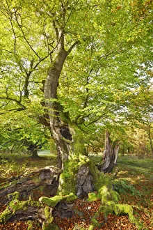 European beech - Germany, Hessia, Kassel, Waldeck-Frankenberg, Bad Wildungen