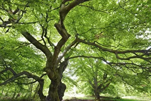 European beech - Germany, Hessia, Kassel, Waldeck-Frankenberg, Bad Wildungen