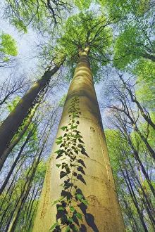 Fagus Prints: European beech with ivy - Belgium, Flanders, Halle, Hallerbos