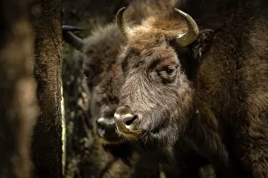 Romania Prints: European Bison, Dambovita Valley, Arges County, Muntenia, Romania