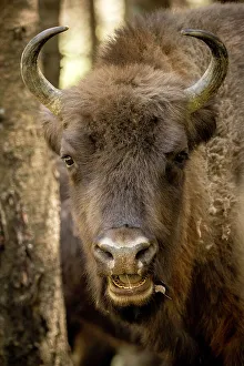 European Bison, Dambovita Valley, Arges County, Muntenia, Romania