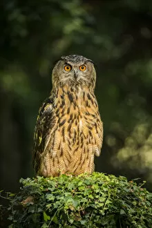 Images Dated 11th January 2021: European Eagle Owl (Bubo bubo), (C), Hampshire, England, UK