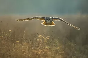 Images Dated 11th January 2021: European Eagle Owl (Bubo bubo) (Captive)