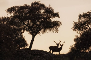 Fallow Deer Prints: European fallow deer, Dama dama, in Sierra de Andujar, Andalusia, Spain