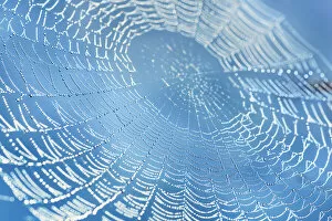 Images Dated 1st March 2021: European garden spider net with dew drops - Germany, Bavaria, Upper Bavaria, Starnberg