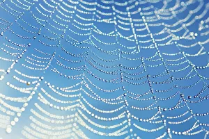 European garden spider net with dew drops - Germany, Bavaria, Upper Bavaria, Starnberg