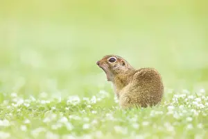 Bulgaria Prints: European ground squirrel (Spermophilus citellus) or Souslik