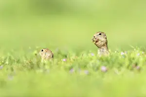 Bulgaria Prints: European ground squirrel (Spermophilus citellus) or Souslik